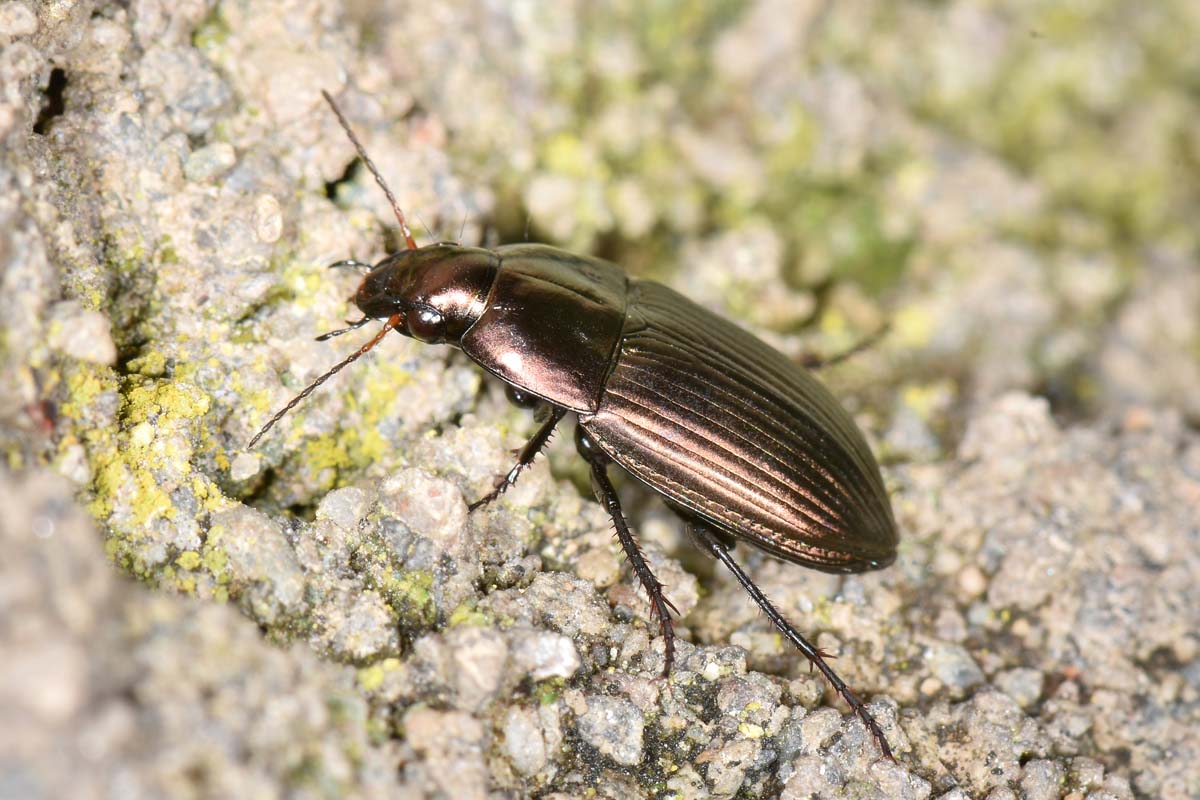 Carabidae: Amara sp?  S, Amara eurynota